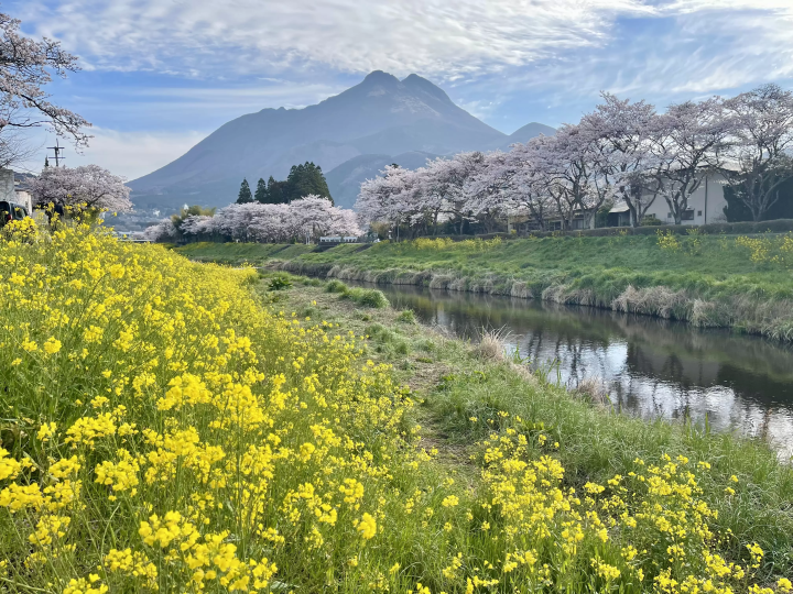 【由布院】現在正是賞櫻的最佳時節！從布院站出發的經典賞櫻漫步路線。