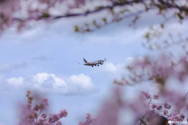 成田　飛行機　桜