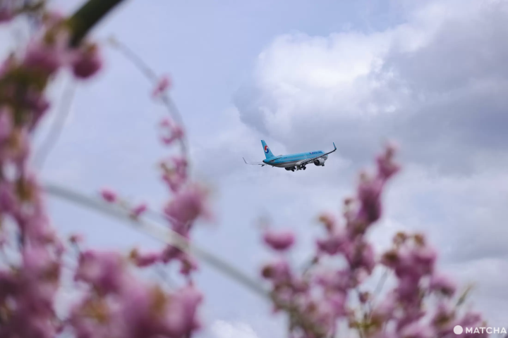 成田　飛行機　桜