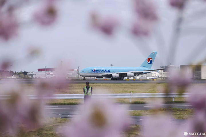 成田　飛行機　桜