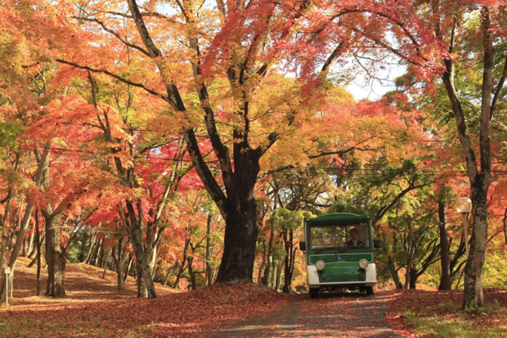 Karuizawa forest in autumn