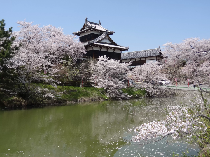 【遊覽奈良的必去之地! 】遊覽與豐臣秀長有關的大和郡山市著名景點。