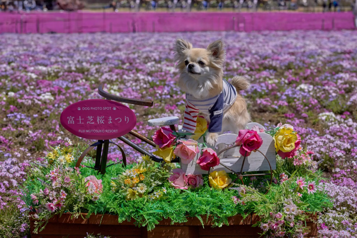 今年「富士芝櫻祭」進一步放寬了狗狗的入場限制
