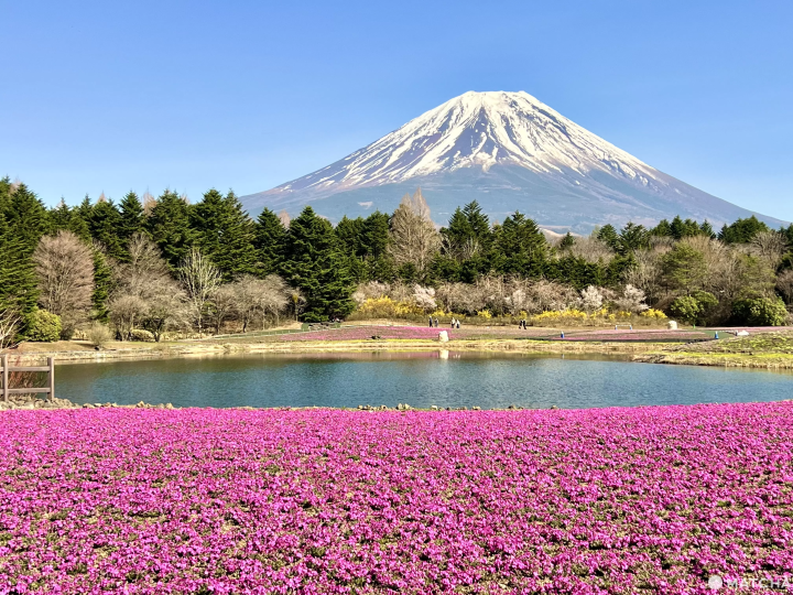 2026年的富士芝櫻祭