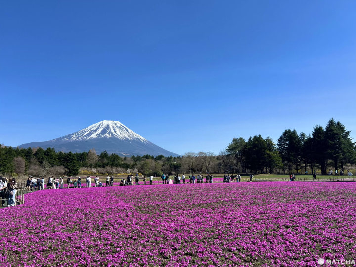 2026的富士芝櫻祭