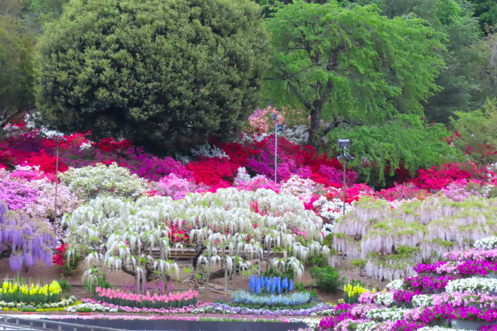 五千株杜鵑同步綻放