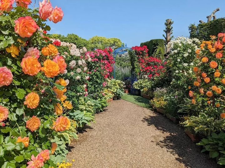 Osaka Hirakata Park Rose Festival: Where 600 Varieties Bloom