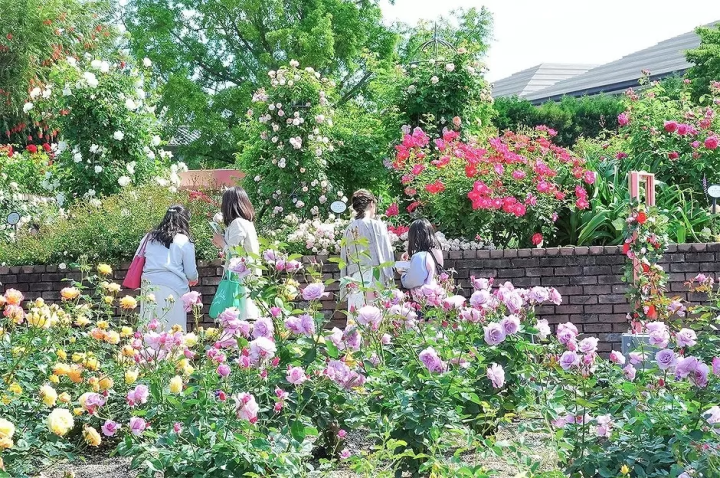 Osaka Hirakata Park Rose Festival: Where 600 Varieties Bloom