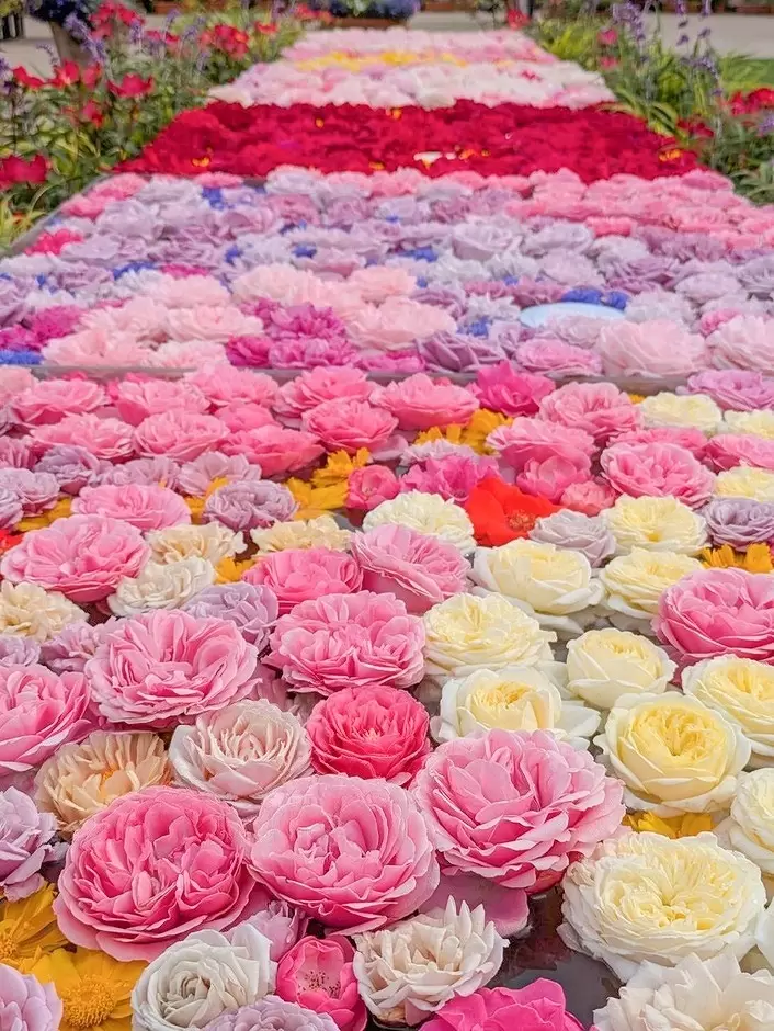 Osaka Rose Festival