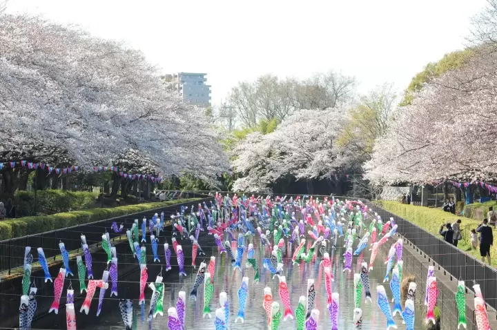 Tatebayashi Koinobori
