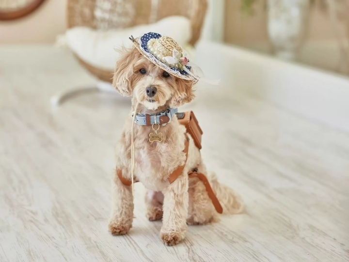 【2026】軽井沢で犬と泊まれるホテル5選！ドッグランや愛犬用設備が充実