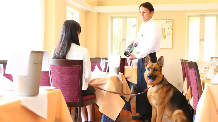 【2026】軽井沢で犬と泊まれるホテル5選!ドッグランや愛犬用設備が充実