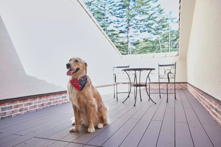 【2026】軽井沢で犬と泊まれるホテル5選!ドッグランや愛犬用設備が充実