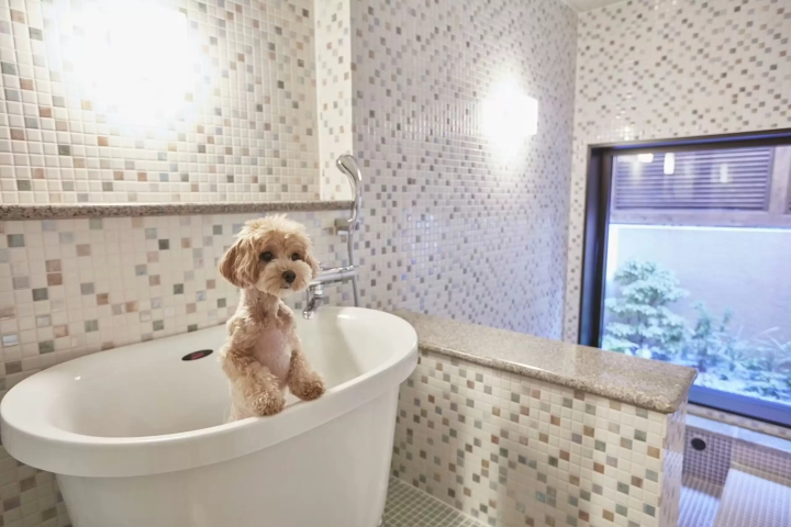 【2026】軽井沢で犬と泊まれるホテル5選!ドッグランや愛犬用設備が充実