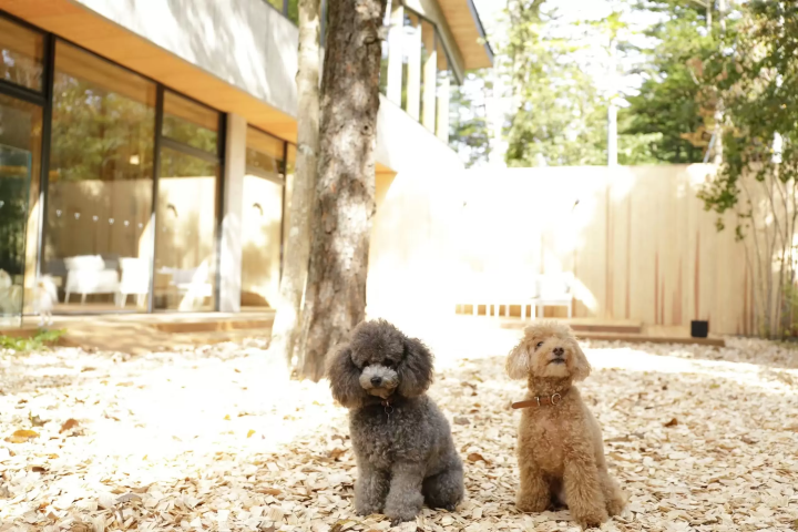 【2026】軽井沢で犬と泊まれるホテル5選!ドッグランや愛犬用設備が充実