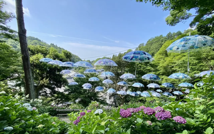 Kyoto Hydrangea Week 2026