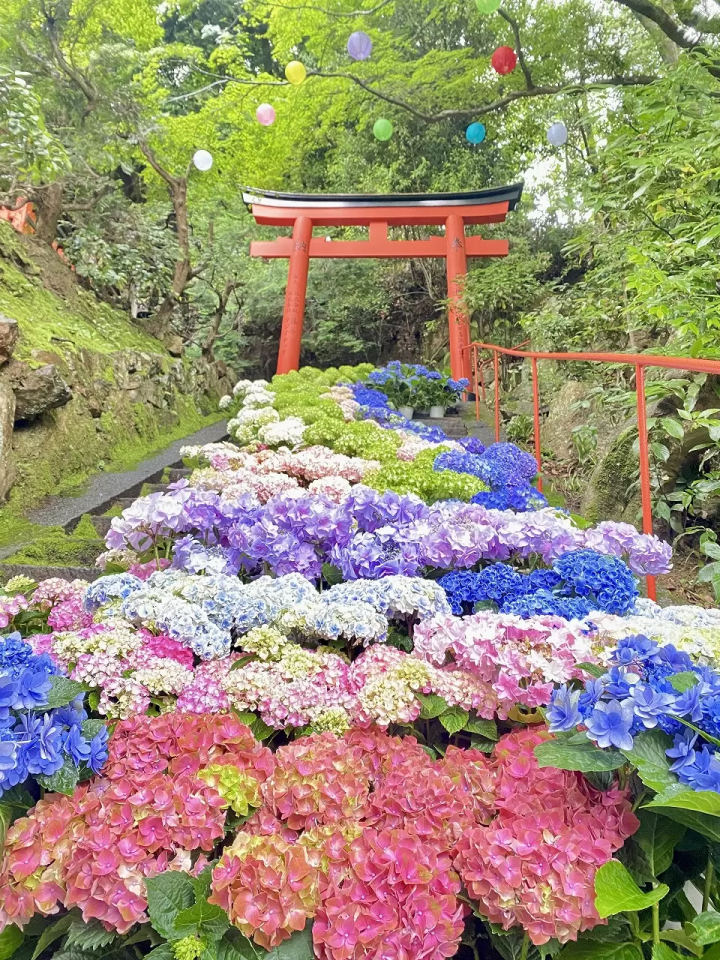  Kyoto Hydrangea Week 2026