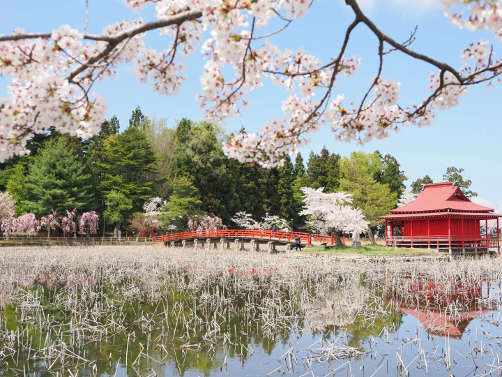 猿賀公園櫻花