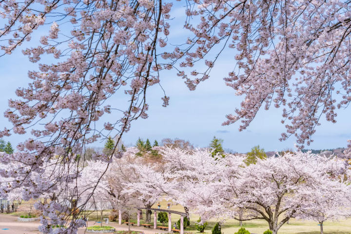 八戶公園櫻花