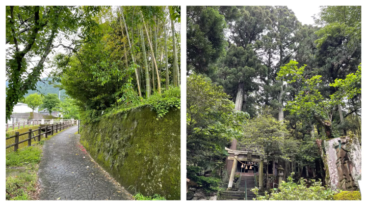 【由布院】遠離湯之坪街道。漫步在綠樹成蔭、野花遍地的後街小巷。