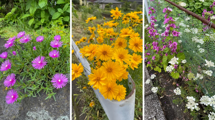 左:冰草 / 中:大花金雞菊 / 右:錦葵和奧拉亞