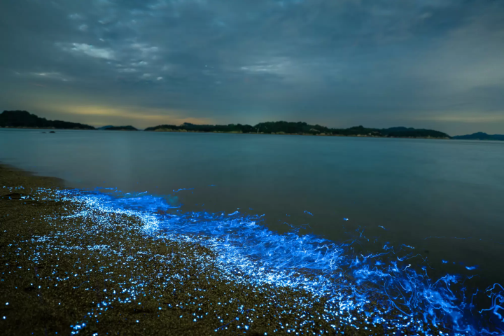 A special night tour to experience the bioluminescent plankton and sea fireflies of the Seto Inland Sea.