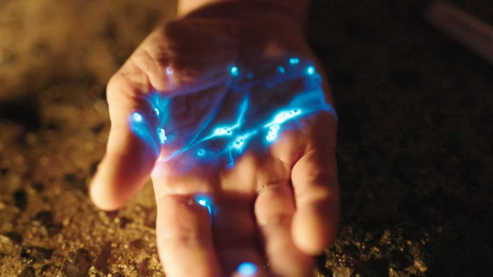 A special night tour to experience the bioluminescent plankton and sea fireflies of the Seto Inland Sea.