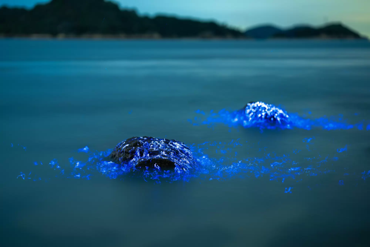 A special night tour to experience the bioluminescent plankton and sea fireflies of the Seto Inland Sea.