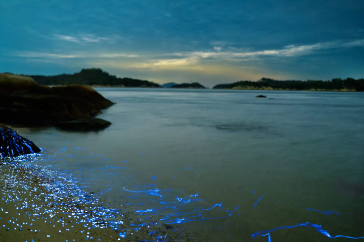 A special night tour to experience the bioluminescent plankton and sea fireflies of the Seto Inland Sea.