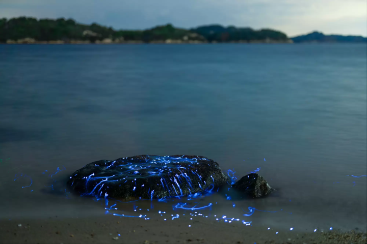 A special night tour to experience the bioluminescent plankton and sea fireflies of the Seto Inland Sea.