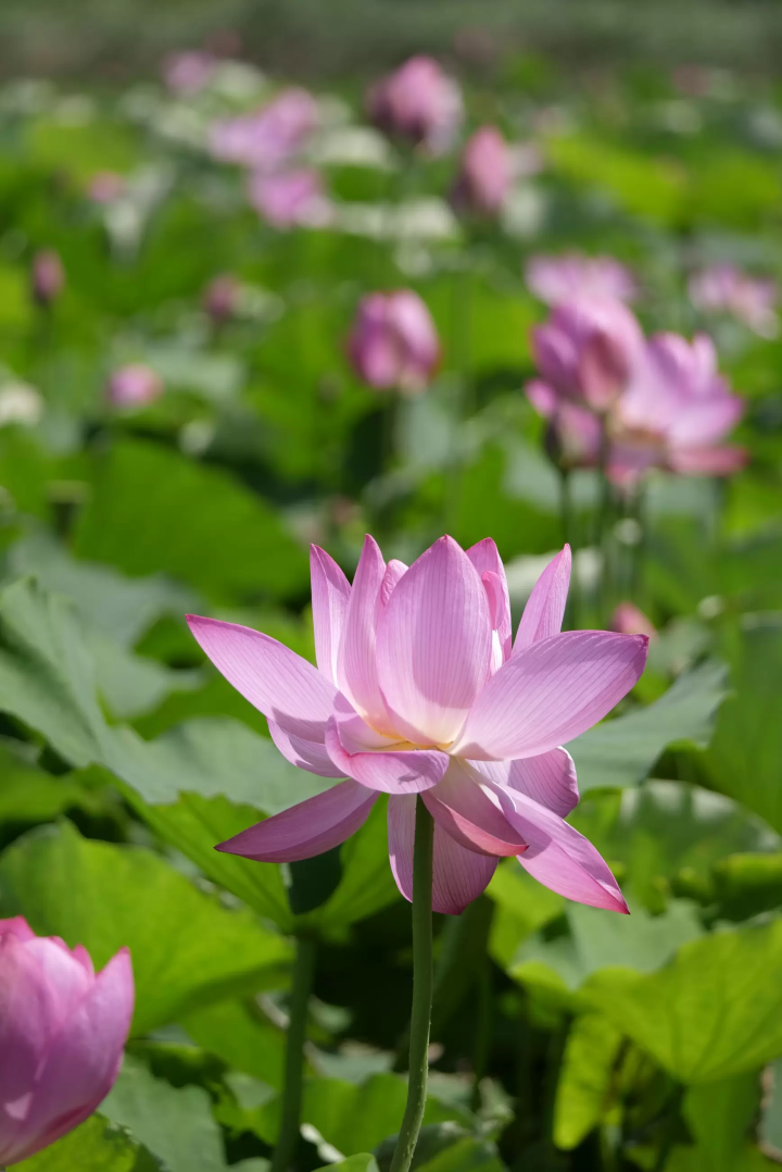 [ Naruto City , Tokushima Prefecture ] Early summer is the best time to see them! Let's go see the lotus flowers on Shimada Island!