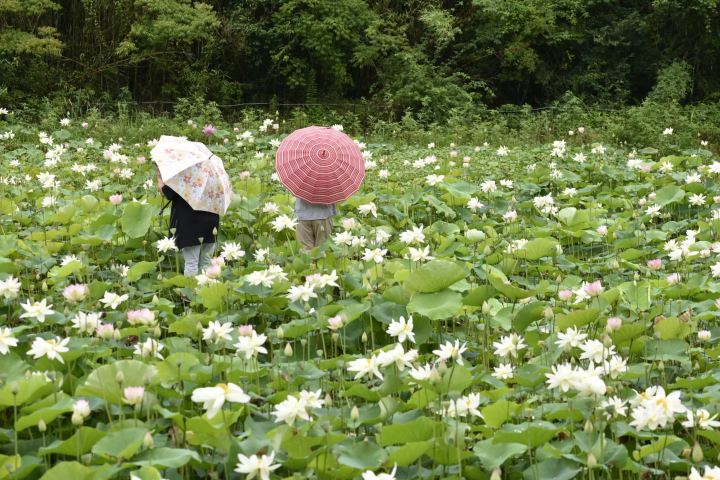 [ Naruto City , Tokushima Prefecture ] Early summer is the best time to see them! Let's go see the lotus flowers on Shimada Island!
