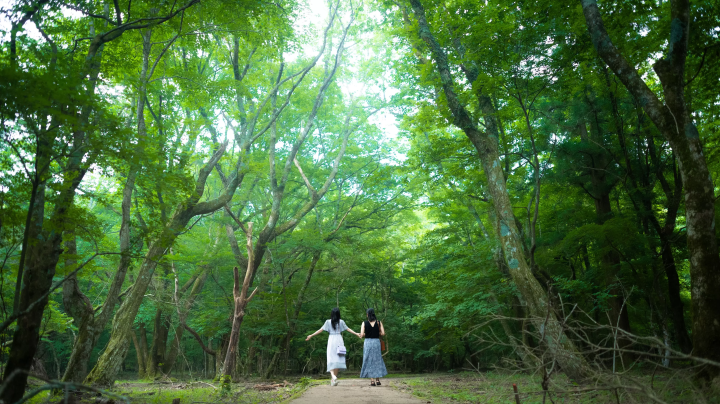 Cool Summer Escape from Yufuin: Recharge with the Majestic Nature of Yufugawa Gorge & Oike Springs
