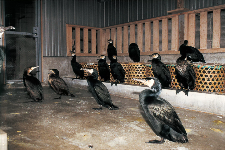 【岐阜】夏の夜の長良川を楽しみつくす！伝統の鵜飼いと絶品鮎料理、長良川夜市を巡る充実の旅