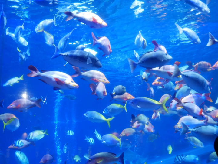 鳥羽水族館