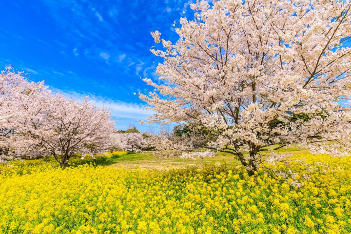 Nagasaki cherry blossoms