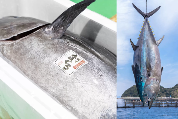Sushi Sushi Yukan, a conveyor belt sushi restaurant originating in Okayama , is packed with special touches. Enjoy rice served at body temperature and fresh bluefin tuna!