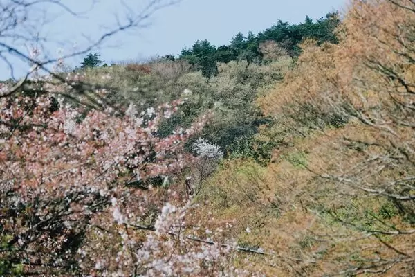 上張騎行探險:穿越福井鄉村風景的騎行體驗。