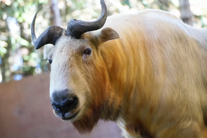 A golden takin has joined the Fuji Safari Park family!!