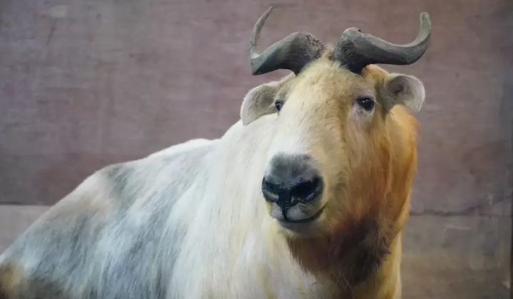 A golden takin has joined the Fuji Safari Park family!!