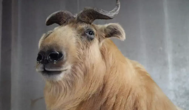 A golden takin has joined the Fuji Safari Park family!!