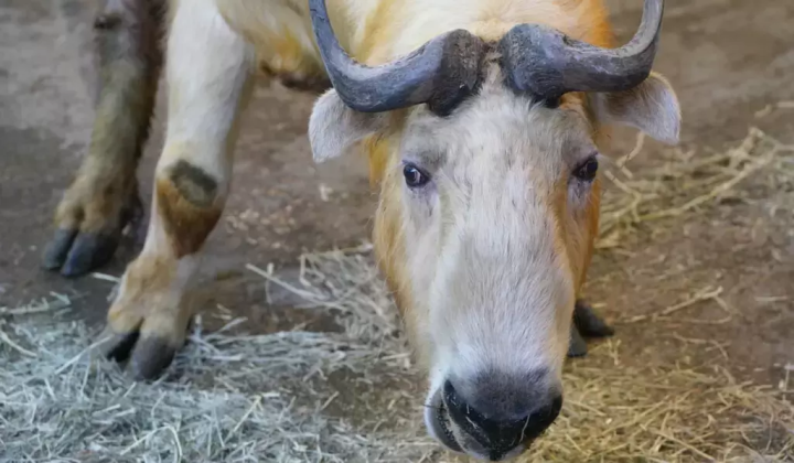 A golden takin has joined the Fuji Safari Park family!!