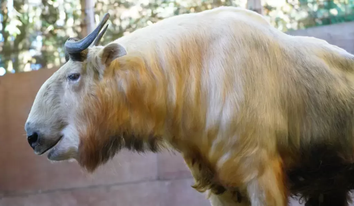 A golden takin has joined the Fuji Safari Park family!!