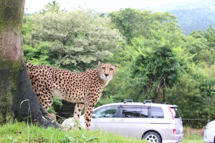 一隻金羚牛加入了富士野生動物園大家庭!