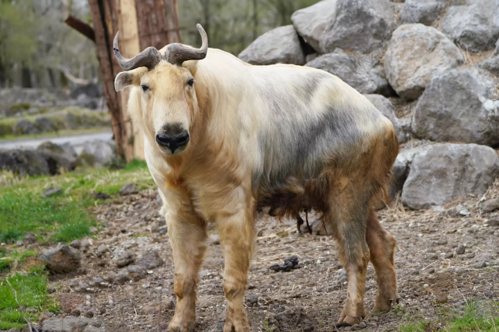 A golden takin has joined the Fuji Safari Park family!!