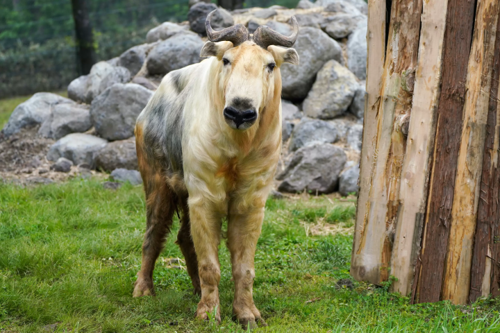 A golden takin has joined the Fuji Safari Park family!!