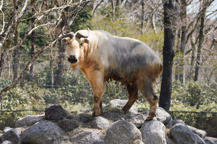 一隻金羚牛加入了富士野生動物園大家庭!