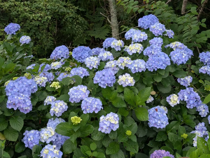 初夏限定！奈良四大绣球花名寺巡礼，邂逅奈良最美绣球花
