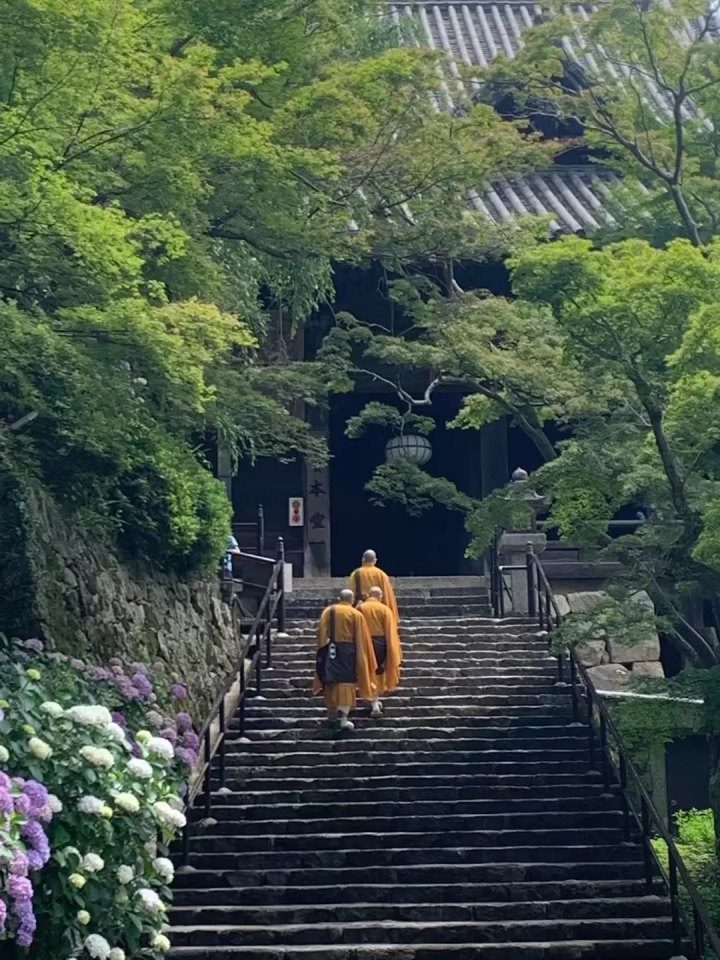 初夏限定!奈良四大绣球花名寺巡礼,邂逅奈良最美绣球花