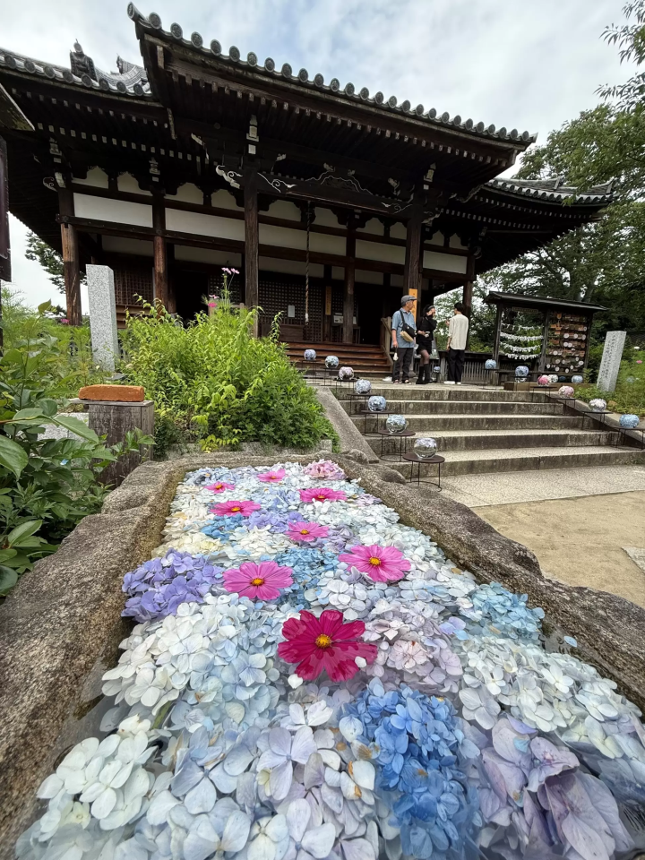 初夏限定!奈良四大绣球花名寺巡礼,邂逅奈良最美绣球花